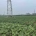 商薯19大田苗