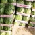 美都西瓜,新鲜上市,产地直发,品质好支持各种规格线上看货