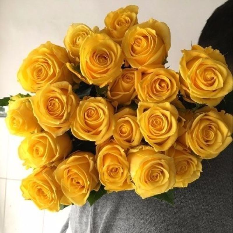 金枝玉叶玫瑰月季花苗四季开花大花切花扦插小苗阳台庭院盆栽