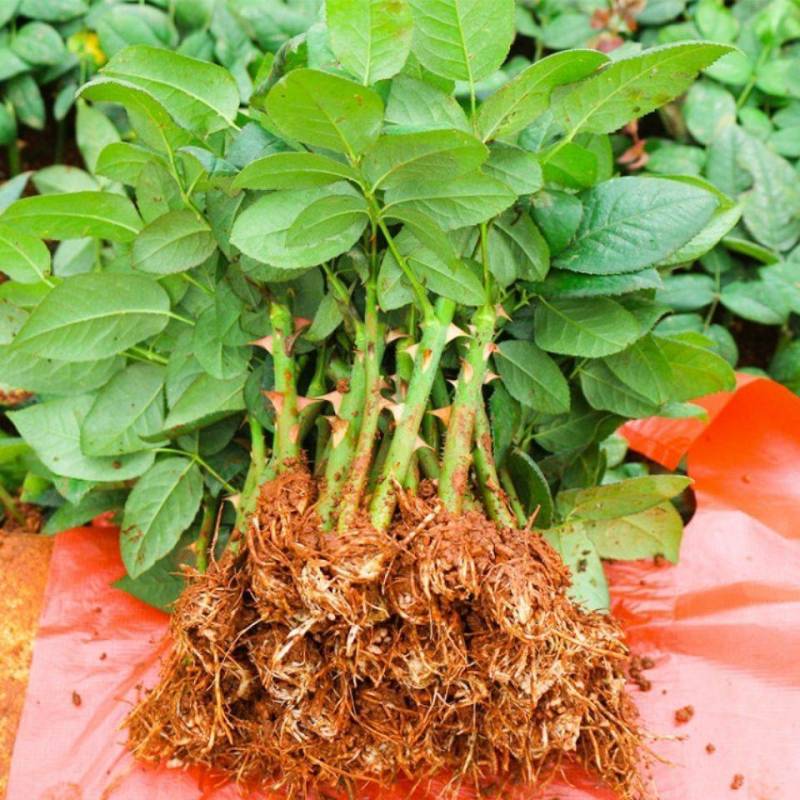 金枝玉叶玫瑰月季花苗四季开花大花切花扦插小苗阳台庭院盆栽