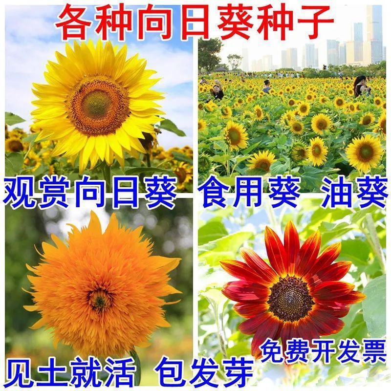 矮观赏向日葵种子籽四季室内阳台迷你小盆栽易种植食用葵花卉