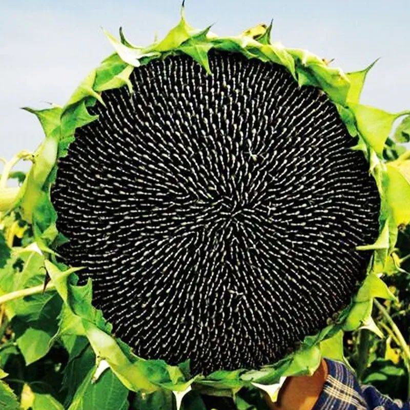 矮观赏向日葵种子籽四季室内阳台迷你小盆栽易种植食用葵花卉