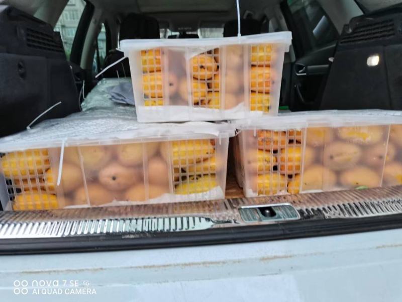 精品果、大果、量大、自产自销