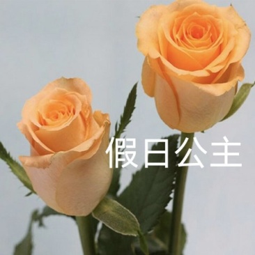 假日公主玫瑰花卉种苗黄玫瑰花卉小苗四季开花庭院地栽盆栽
