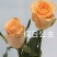 假日公主玫瑰花卉种苗黄玫瑰花卉小苗四季开花庭院地栽盆栽