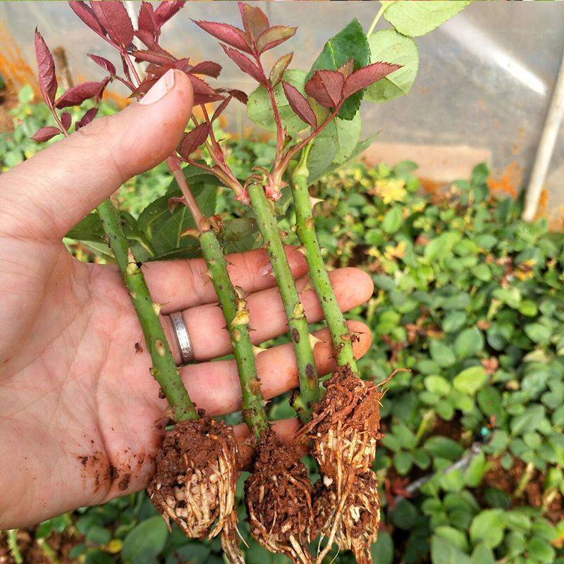 假日公主玫瑰花卉种苗黄玫瑰花卉小苗四季开花庭院地栽盆栽