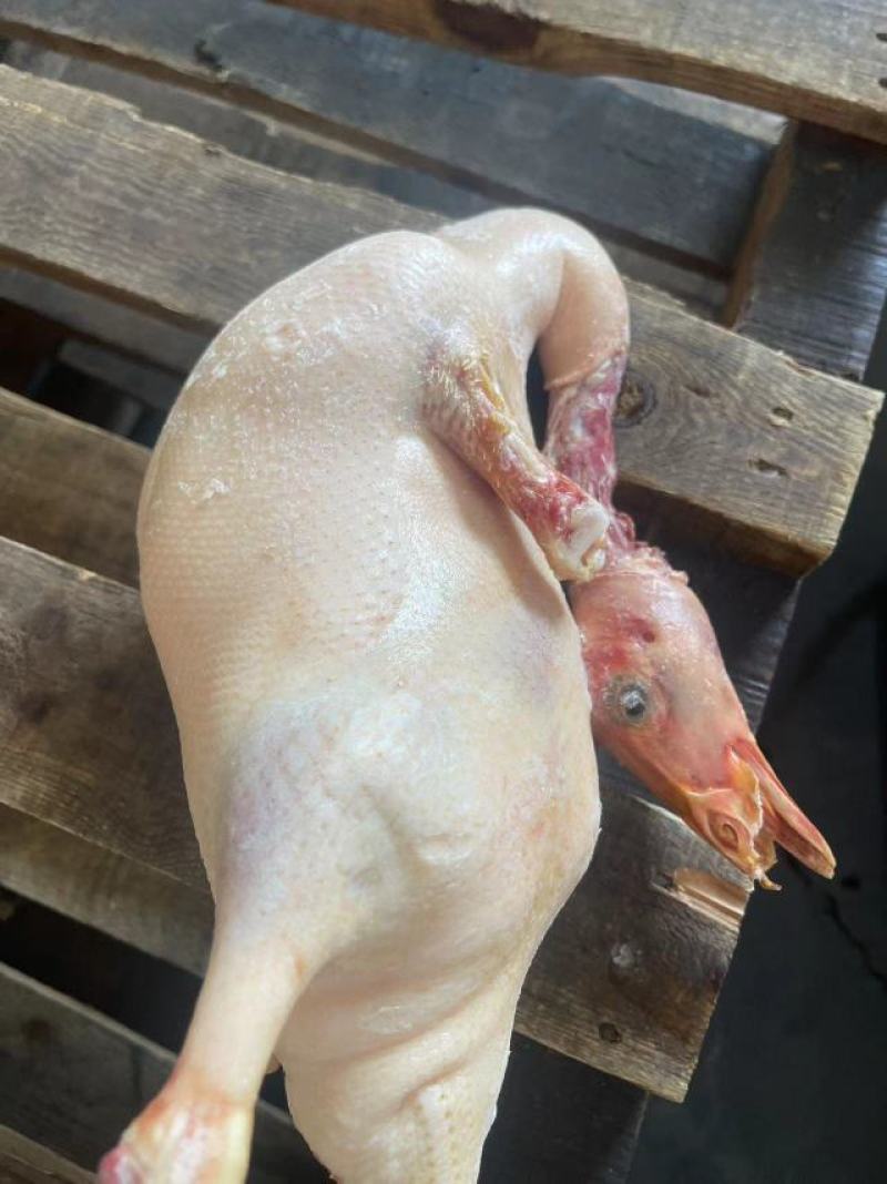 次白条鸭
