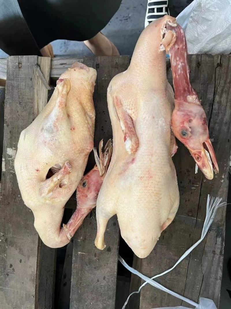 次白条鸭