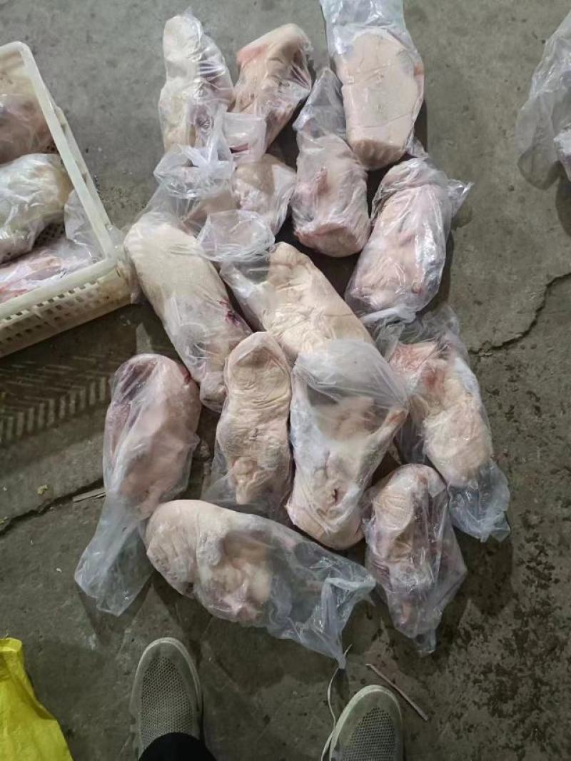 次白条鸭