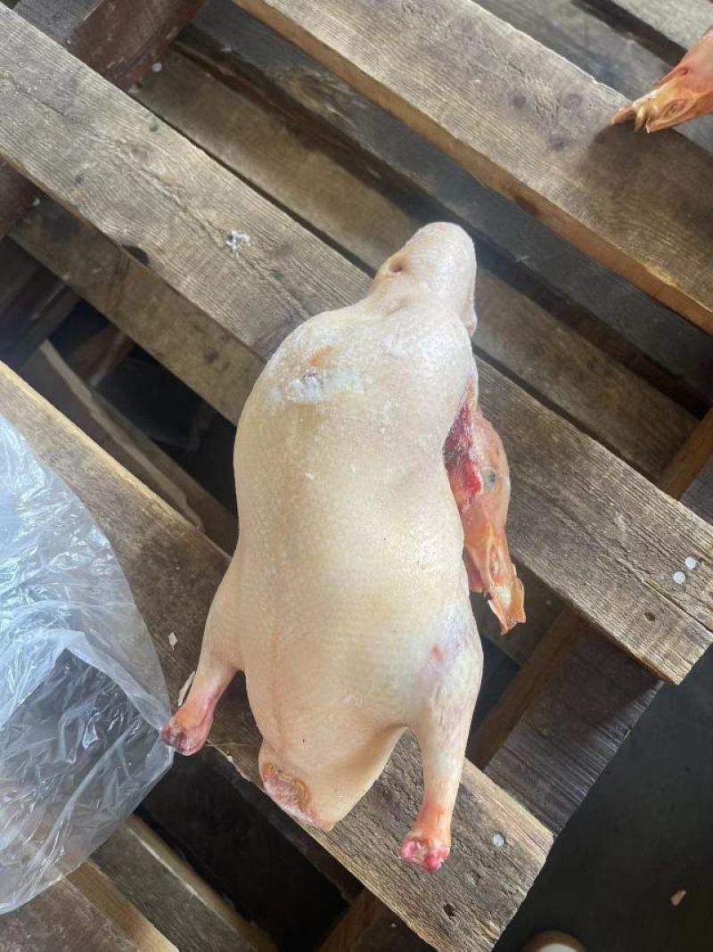 次白条鸭