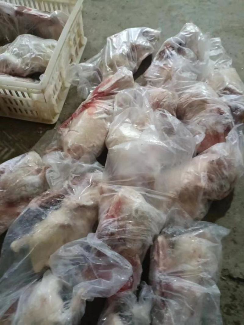 次白条鸭