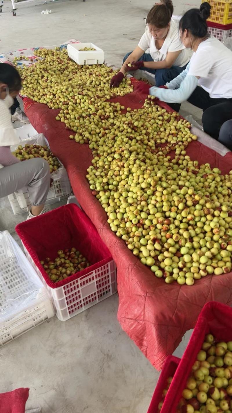 沾化冬枣现摘现发，一件代发，脆甜可口，全国发货