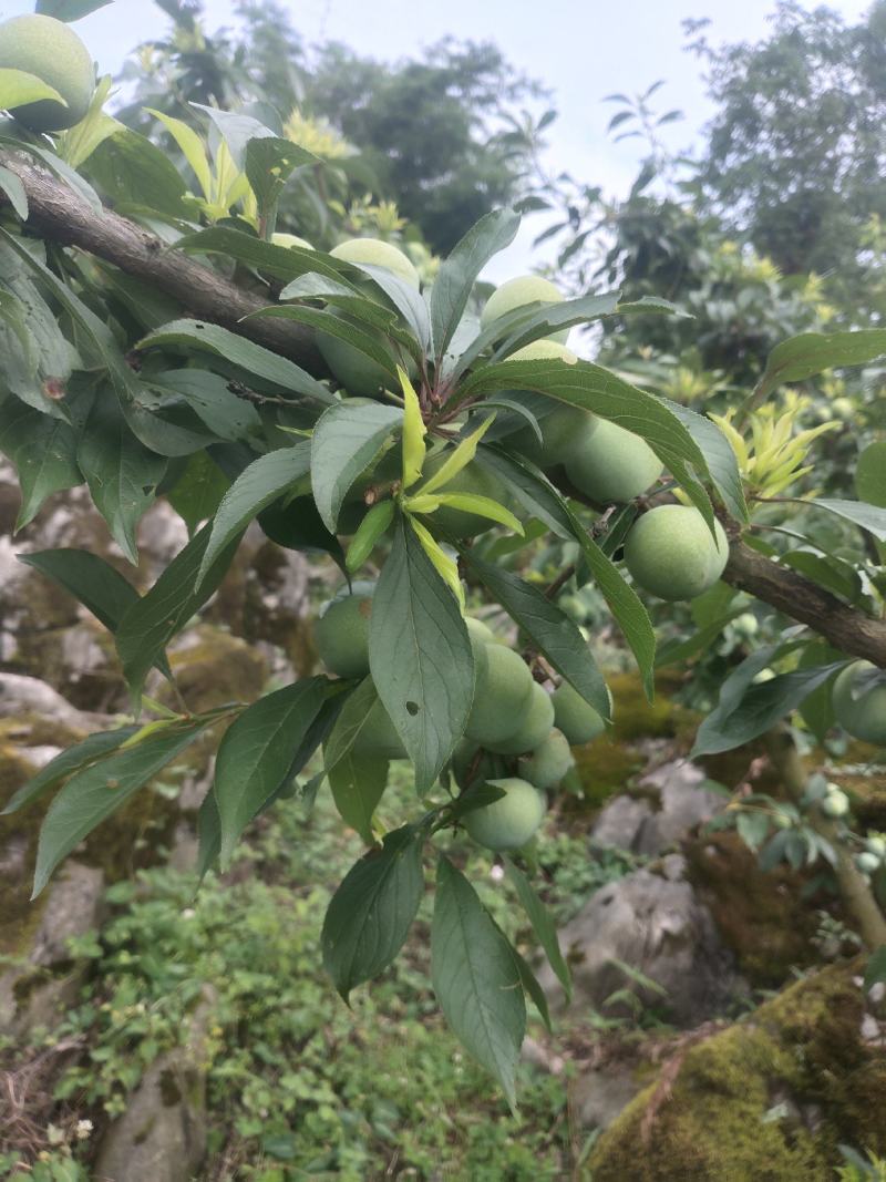 自家青脆李
