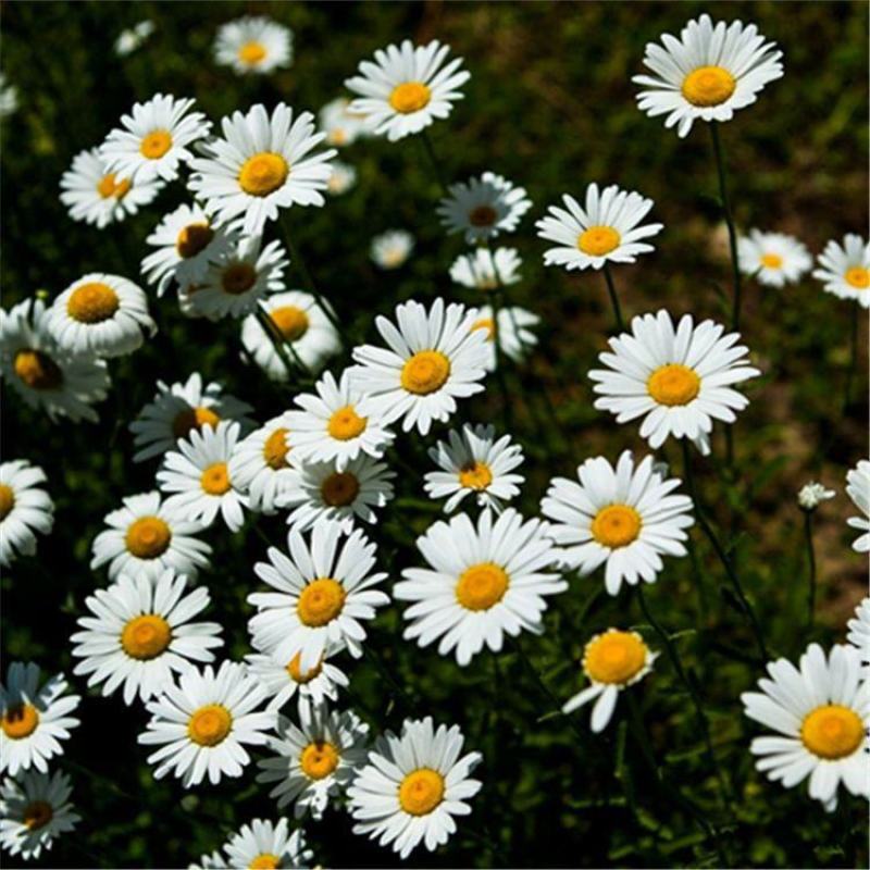大滨菊种子多年生宿根花卉花草种子景观绿化耐寒庭院观花种子
