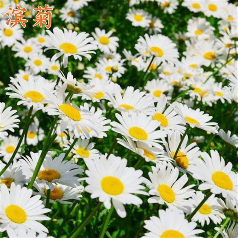 大滨菊种子多年生宿根花卉花草种子景观绿化耐寒庭院观花种子