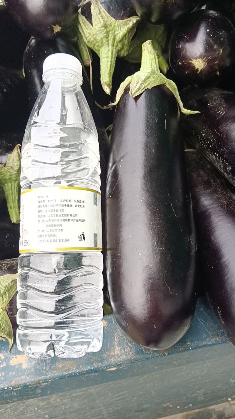 布莱迪绿把长茄量大优惠产地发货来电咨询