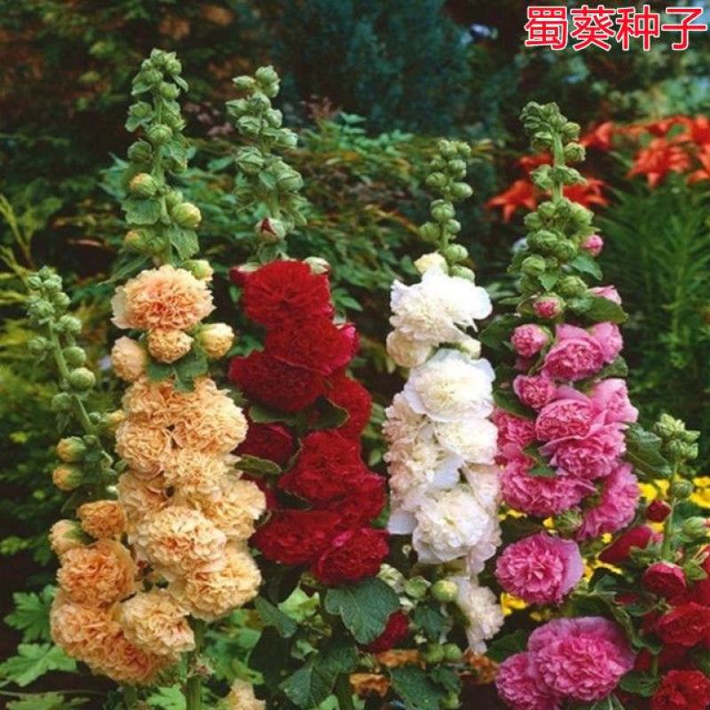 蜀葵花种子混色一丈红重瓣蜀葵种子室外庭院多年生四季易活花
