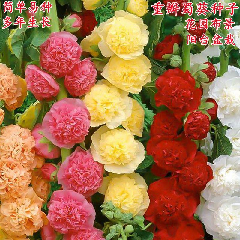 蜀葵花种子混色一丈红重瓣蜀葵种子室外庭院多年生四季易活花
