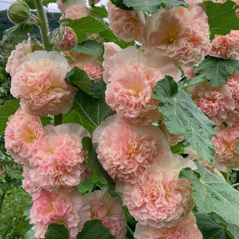 蜀葵花种子混色一丈红重瓣蜀葵种子室外庭院多年生四季易活花