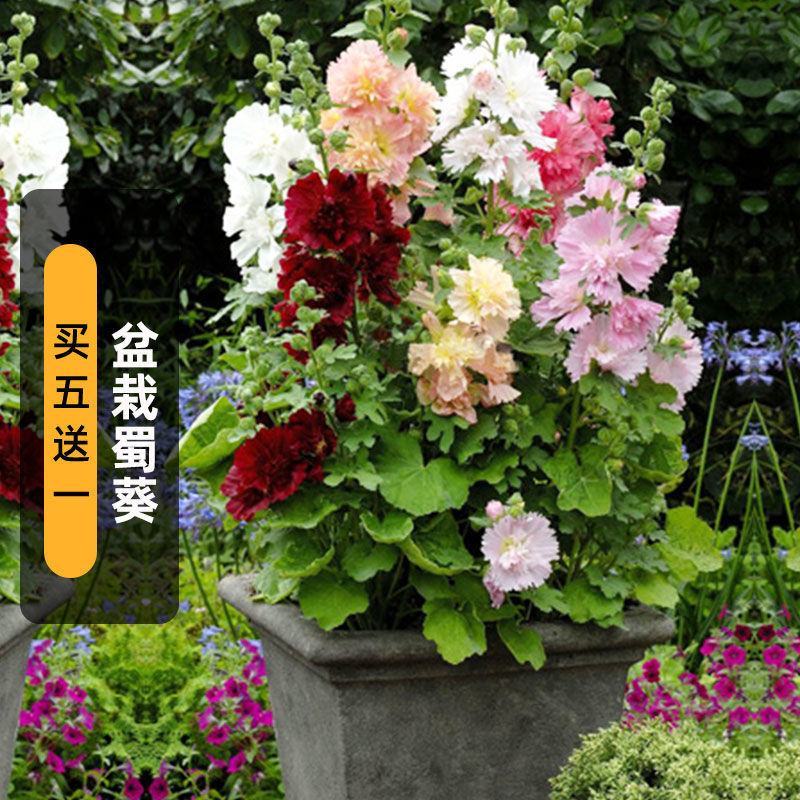 蜀葵花种子混色一丈红重瓣蜀葵种子室外庭院多年生四季易活花