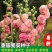 蜀葵花种子混色一丈红重瓣蜀葵种子室外庭院多年生四季易活花