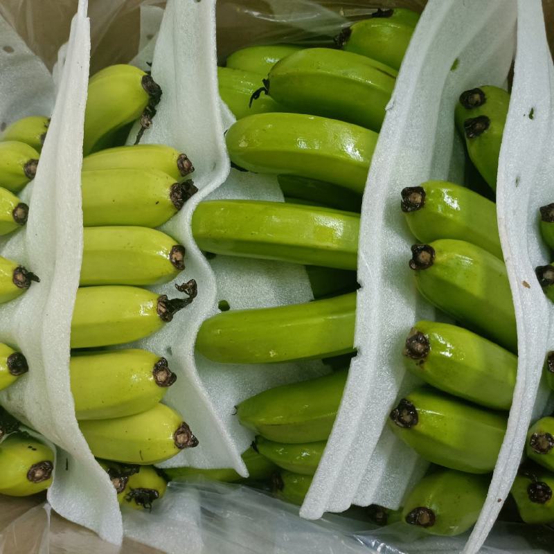 广东湛江徐闻芭蕉大量上市可以视频看货价格优惠