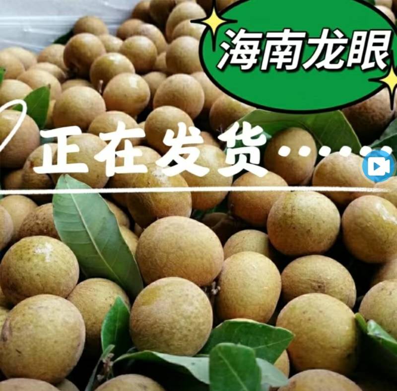 海南石硖龙眼