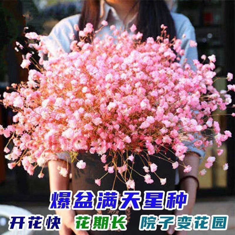满天星种子种籽孑子花种子四季播种易爆盆开花不断盆栽一年花