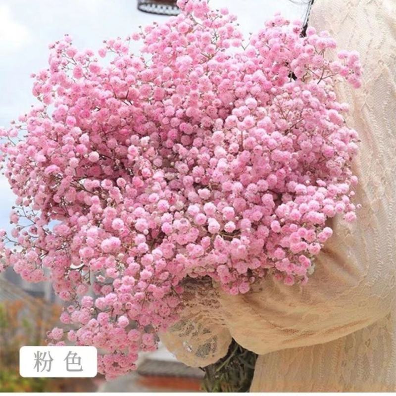 满天星种子种籽孑子花种子四季播种易爆盆开花不断盆栽一年花