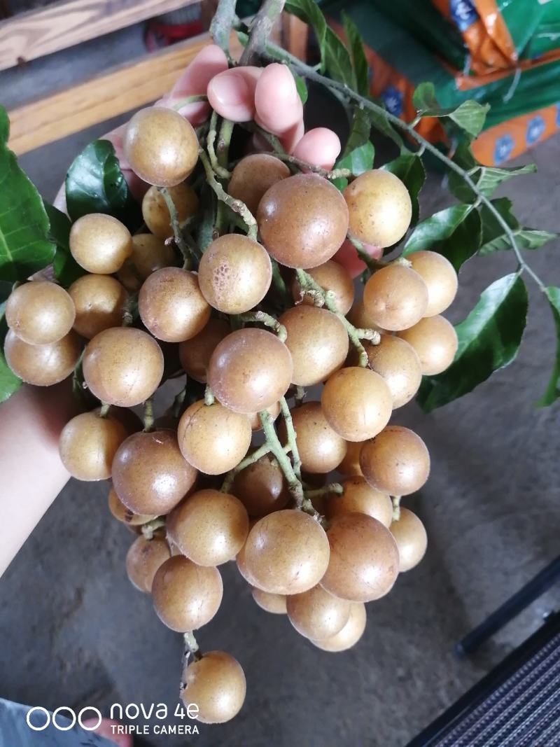 广西黄皮果上市了，有黑金钢，鸡心，珍珠等，每市斤1至4元