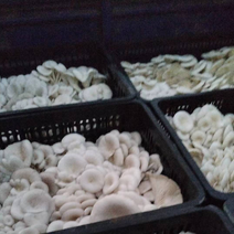 精品高温头茬白菇
