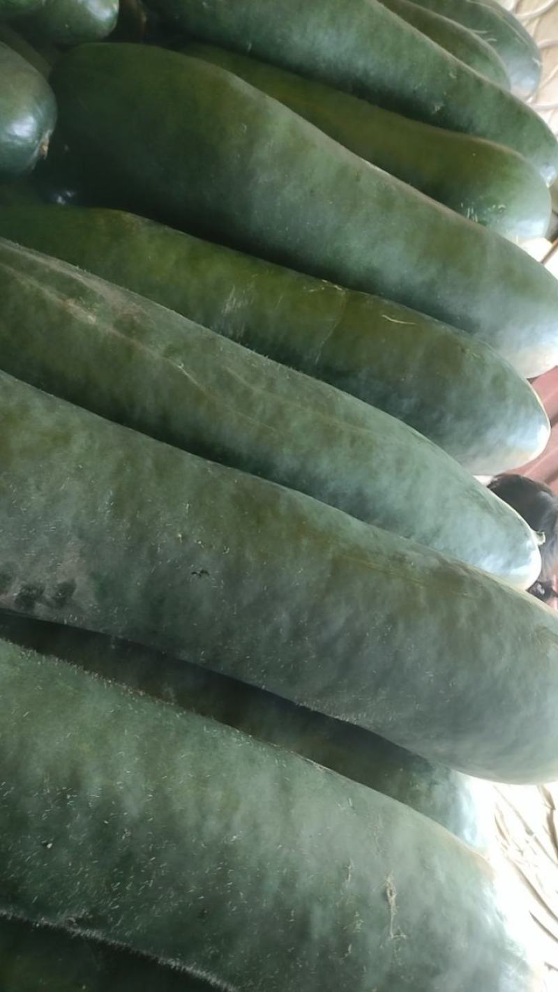 精品黑皮吊冬瓜