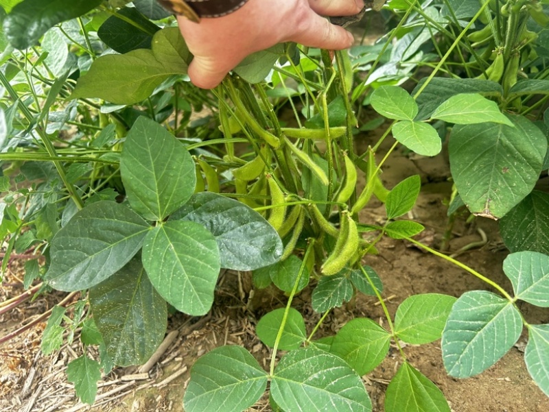 毛豆鲜毛豆翠绿宝75