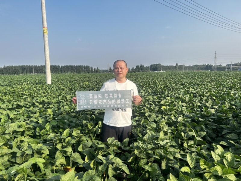 毛豆鲜毛豆翠绿宝75
