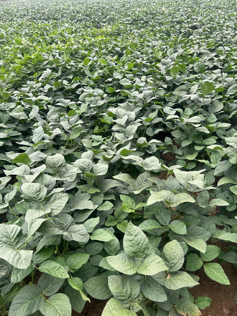 毛豆鲜毛豆翠绿宝75