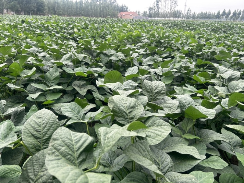 毛豆鲜毛豆翠绿宝75