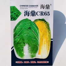 海鼎cr65黄心大白菜种子抗根肿病春秋两用直筒型合抱帮薄