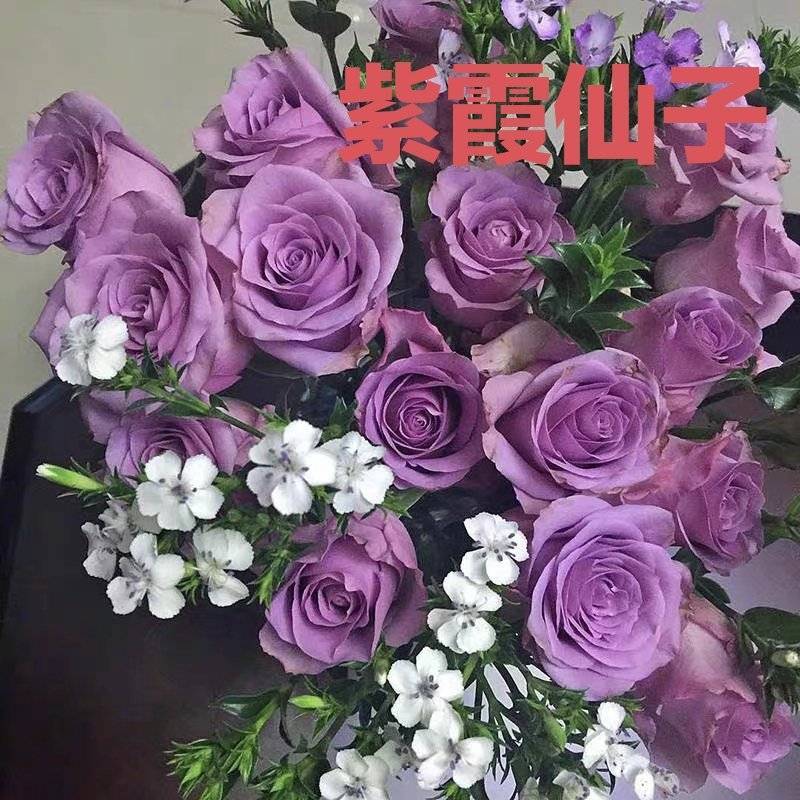 紫霞仙子耐热多季开花月季花苗切花玫瑰蓝紫色灌木庭院阳台