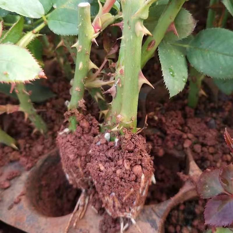 紫霞仙子耐热多季开花月季花苗切花玫瑰蓝紫色灌木庭院阳台