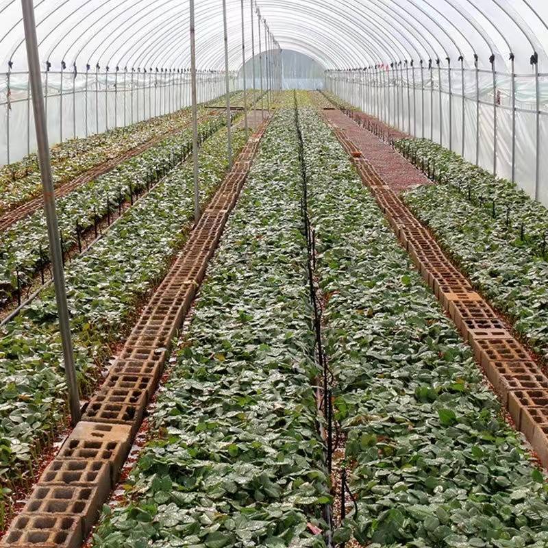 紫霞仙子耐热多季开花月季花苗切花玫瑰蓝紫色灌木庭院阳台