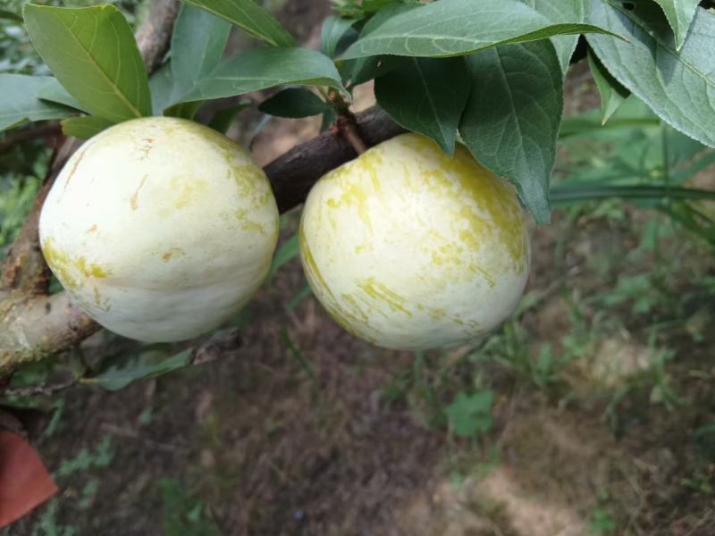 青脆李黄金奈李上市了