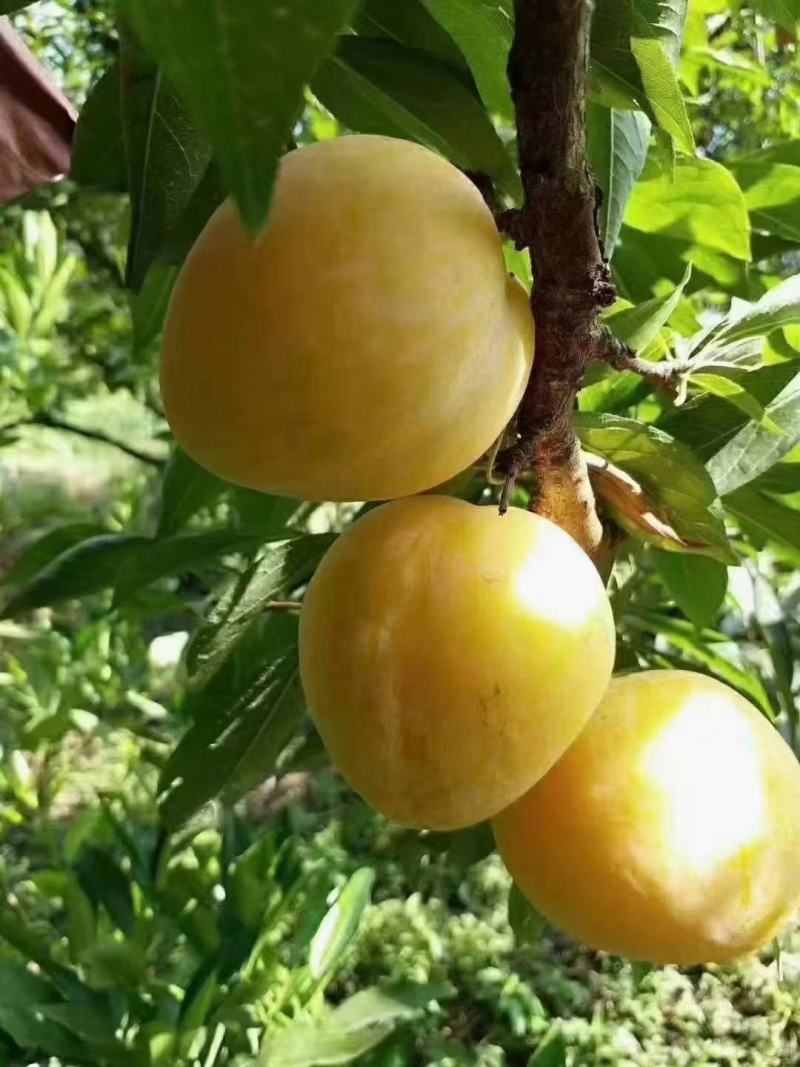 青脆李黄金奈李上市了
