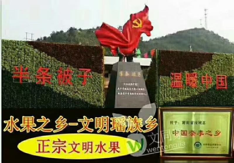 青脆李黄金奈李上市了