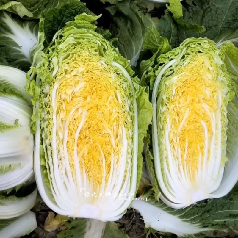 海鼎cr65黄心大白菜种子抗根肿病春秋两用直筒型合抱帮薄