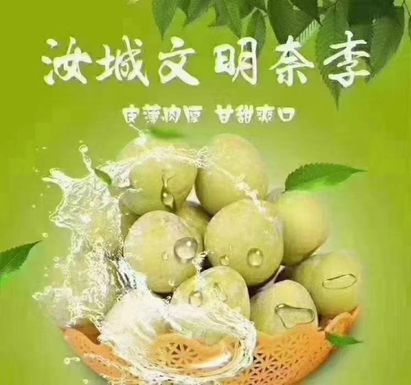 青脆李黄金奈李上市了
