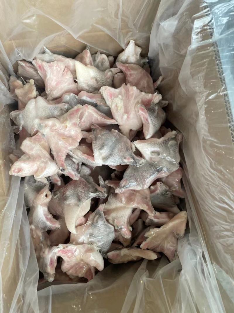 福建泉州鲷鱼下吧大量有货可视频看货量大从优