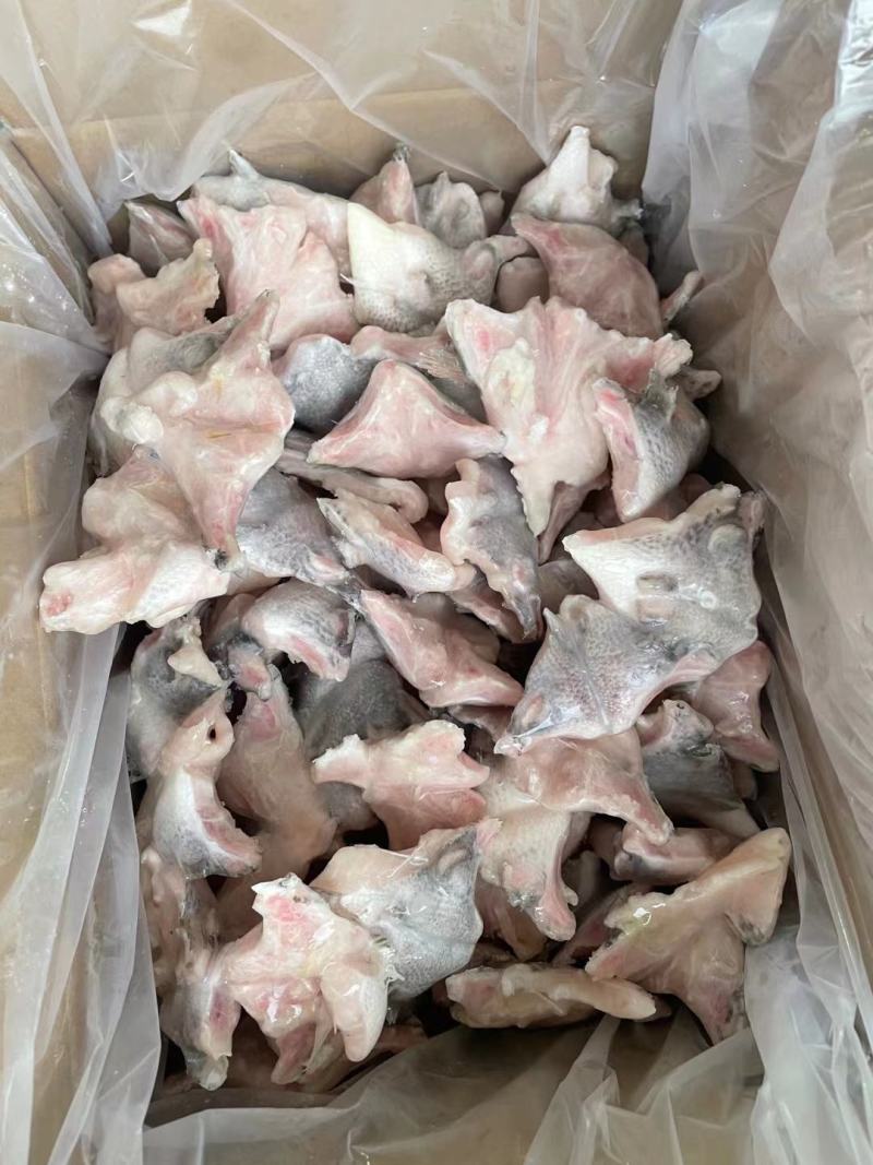福建泉州鲷鱼下吧大量有货可视频看货量大从优