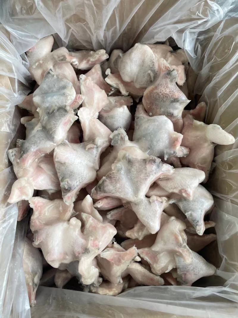 福建泉州鲷鱼下吧大量有货可视频看货量大从优