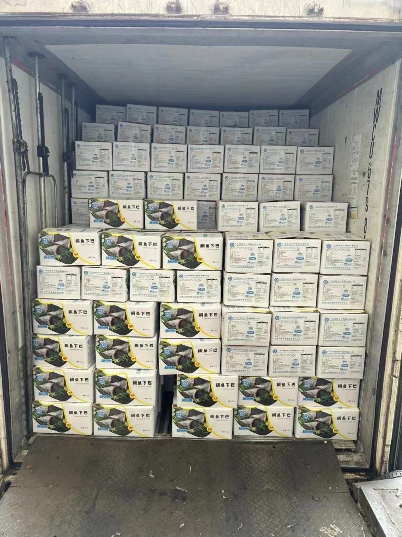 福建泉州鲷鱼下吧大量有货可视频看货量大从优