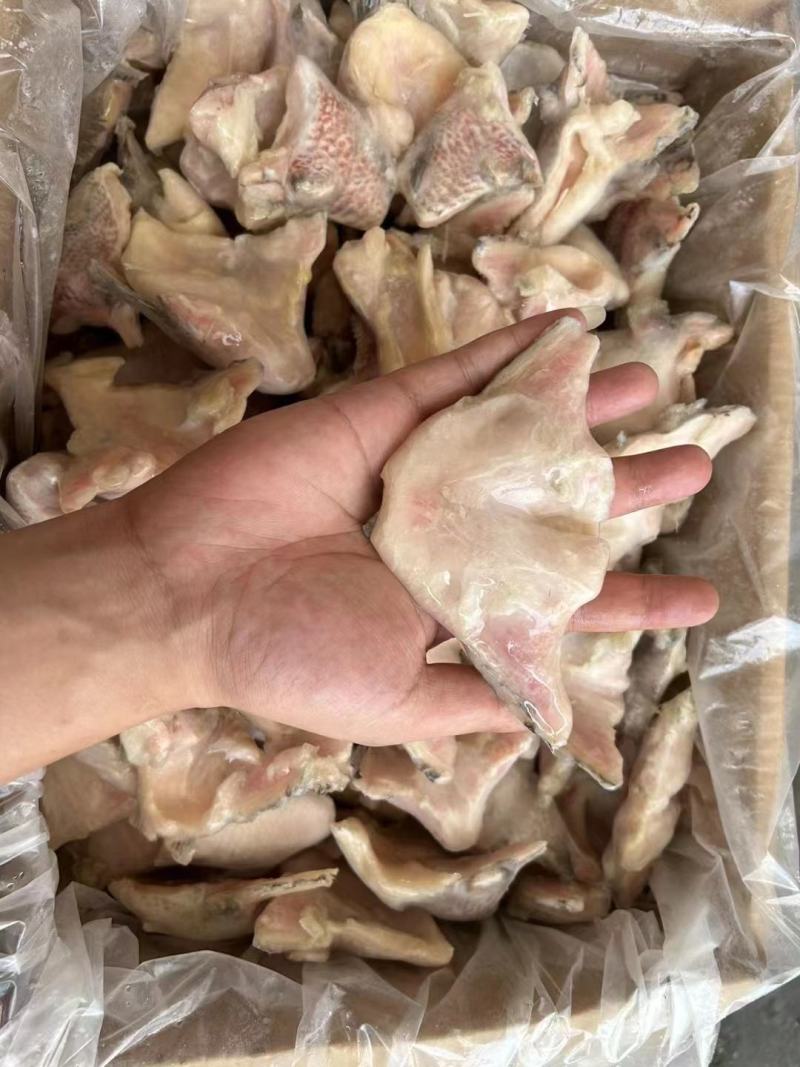 福建泉州鲷鱼下吧大量有货可视频看货量大从优